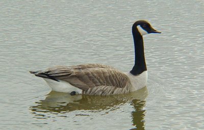 9574 Canada Goose.JPG