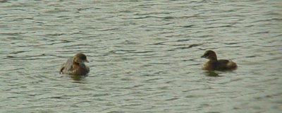 9632 Pied- billed Grebes.JPG