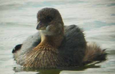 9634 Pied-billed Grebe Poofed.JPG