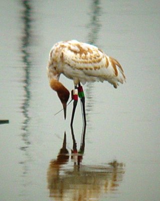9753 Whooping Crane.JPG