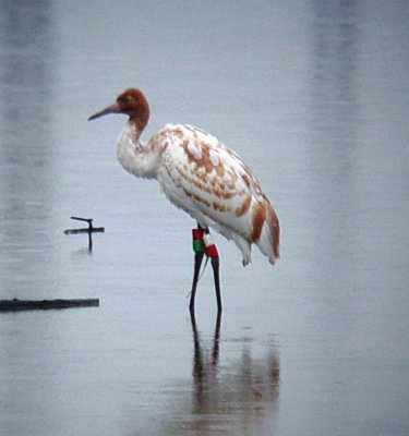 9755 Whooping Crane.JPG