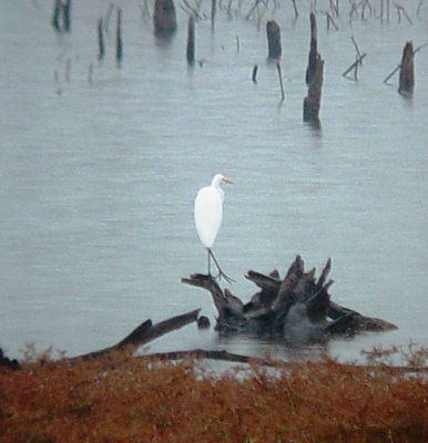 9757 Grt Egret.JPG