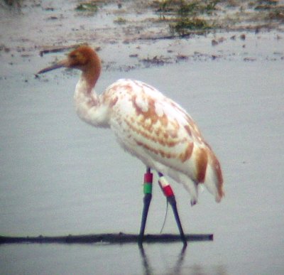 9774 Whooping Crane.JPG