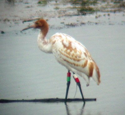 9775 Whooping Crane.JPG