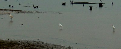 9823 Wh Crane and Grt Egrets.JPG