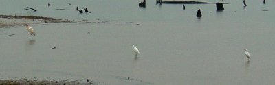9824 Wh Crane and Grt Egrets.JPG