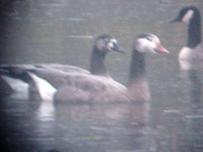 Snow Goose Blue Morph Maybe