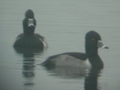 9820 Ring Necked Ducks in Fog.JPG