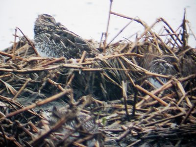 107-770 How Many Snipe do you see.JPG