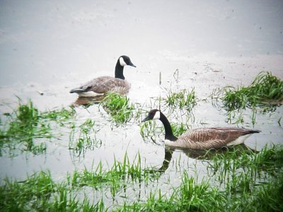 107-787 Can Geese in the Grass.JPG