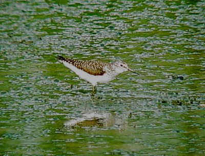 113-01363 Spotted SP.JPG