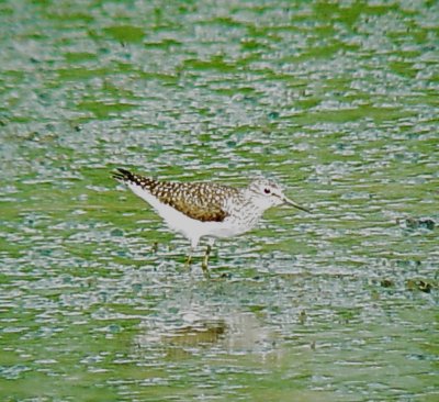 113-01364 Spotted SP.JPG
