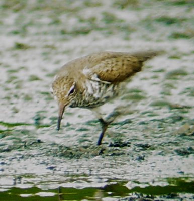 113-01368 Spotted SP.JPG