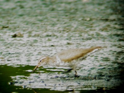 113-01369 Spotted SP.JPG