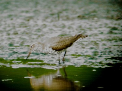 113-01372 Spotted SP.JPG