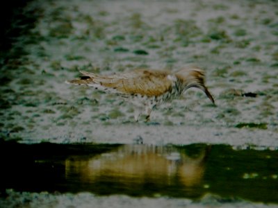 113-01374 Spotted SP.JPG