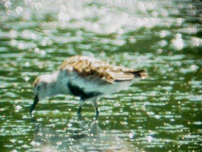 115-01555 Dunlin.JPG