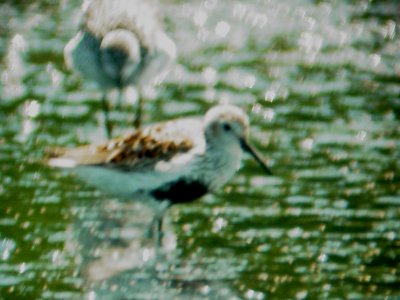 115-01556 Dunlin.JPG