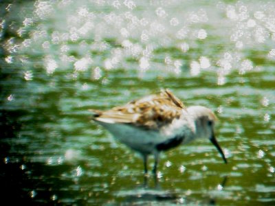 115-01559 Dunlin.JPG