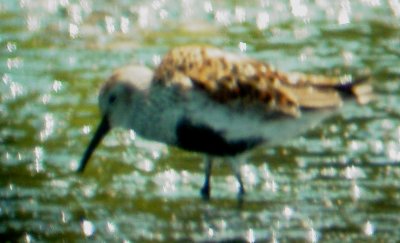 115-01566 Dunlin.JPG