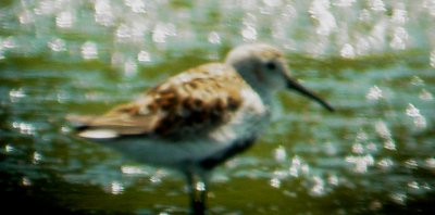 115-01568 Dunlin.JPG