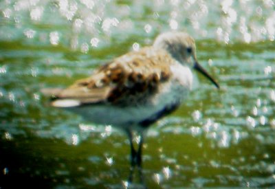 115-01569 Dunlin.JPG