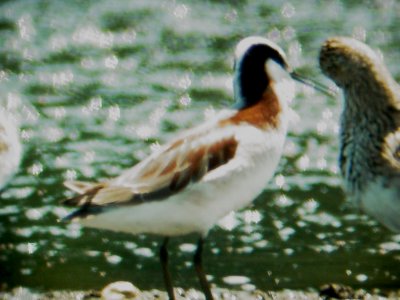 115-01587 Wilsons Phalarope m.JPG