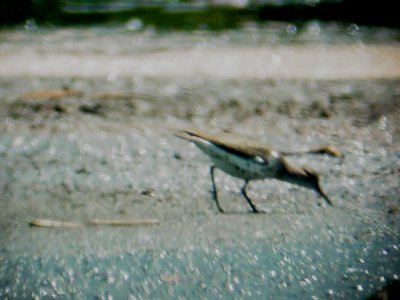 115-01588 Spotted SP.JPG