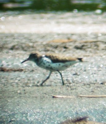 115-01589 Spotted SP.JPG