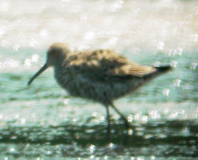 115-01594 Stilt SP.JPG