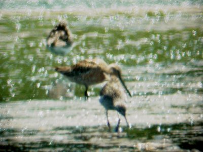 115-01603 Dowitcher.JPG