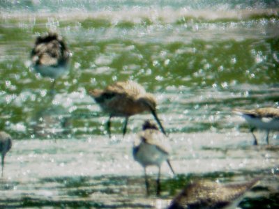 115-01605 Dowitcher.JPG