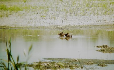 115-01606 Dowitchers Feeding.JPG