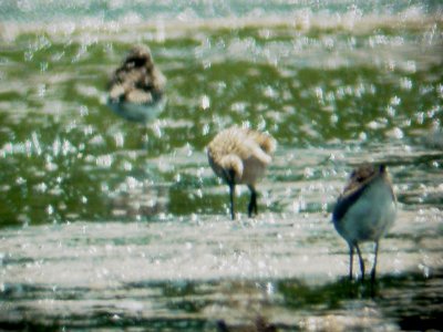 115-01600 Dowitcher.JPG