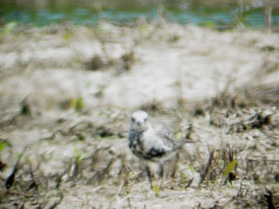 116-01661 Blk-Bel Plover