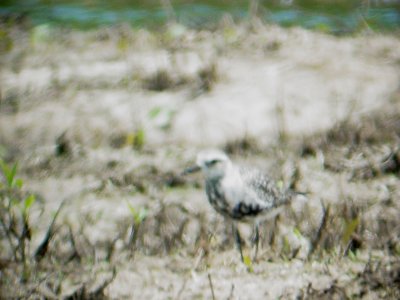116-01662 Blk-Bel Plover