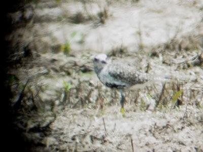 116-01664 Blk-Bel Plover