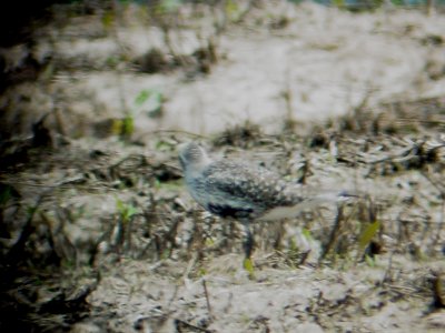 116-01669 Blk-Bel Plover