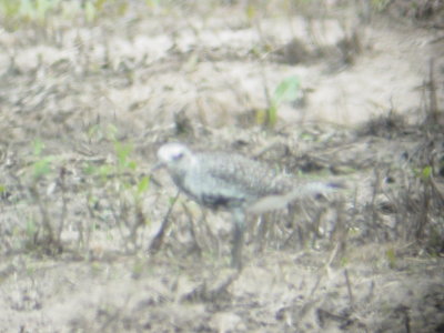 116-01672 Blk-Bel Plover