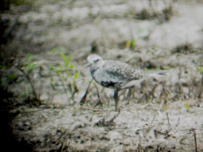 116-01677 Blk-Bel Plover
