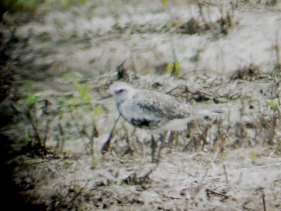 116-01678 Blk-Bel Plover