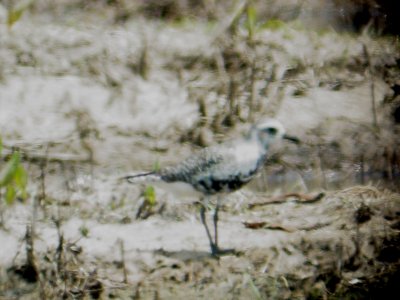 116-01681 Blk-Bel Plover