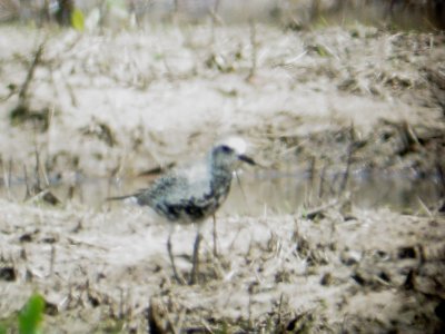 116-01682 Blk-Bel Plover