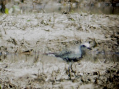116-01683 Blk-Bel Plover