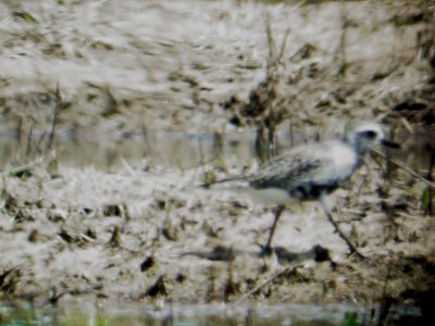 116-01684 Blk-Bel Plover