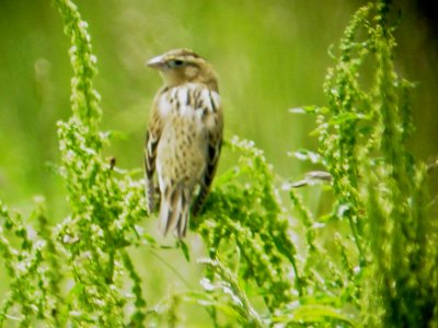 116-01700 Dickcissel