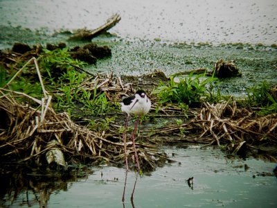 116-01738 Black-necked Stilts