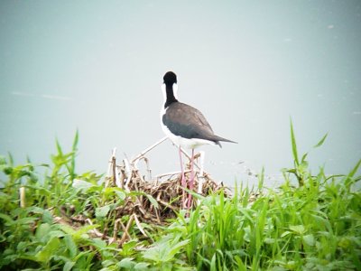116-01727 Black-necked Stilts