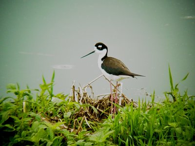 116-01728 Black-necked Stilts