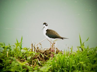 116-01729 Black-necked Stilts